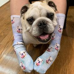 a dog is sitting on the floor with its owner's legs wrapped around it