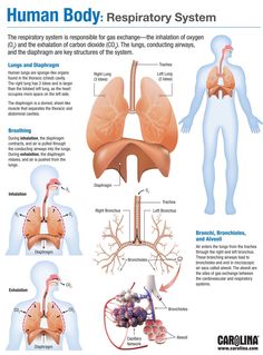 Respiratory System Infographic, Respitory System Notes, Respritory System, Human Respiratory System Diagram, Respiratory System Diagram, Memes Nursing, Nursing Pictures