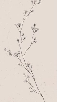 a black and white drawing of a plant