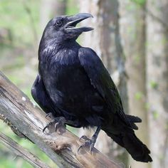 a black bird sitting on top of a tree branch in front of some trees with its beak open