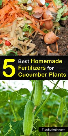 the top 5 best homemade fertilizers for cucumber plants and how to use them