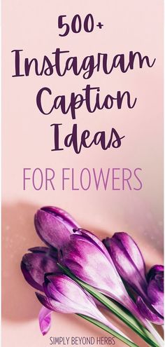 purple tulips with the words 500 + instagramn caption ideas for flowers