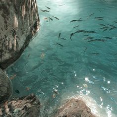 many fish are swimming in the clear blue water