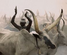 a man riding on the back of a white bull with horns in his hand and other animals behind him