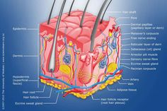 the structure of an animal's hair with all its parts labeled on it and labelled in