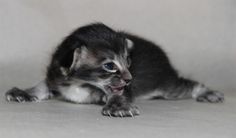 a small kitten laying on top of a white floor