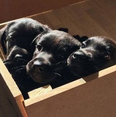 three black puppies in a wooden box looking at the camera with their eyes closed