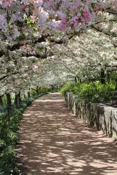 the path is lined with blooming trees and shrubs