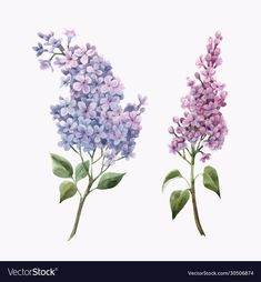 two lilacs with green leaves on a white backgrounnd background, watercolor