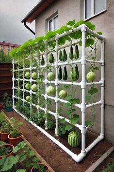 an outdoor garden with watermelons growing on it