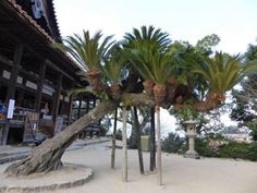 Caudiciform Plants, Odd Plants, Miyajima Island, Purple Plants, 1000 Years