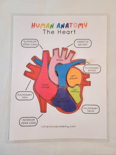 a diagram of the human heart with labels for each section and labeled parts on it