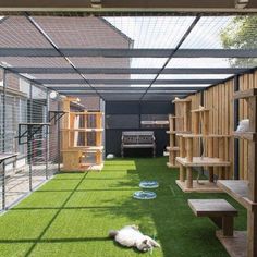 a dog is laying on the grass in an enclosed area with wooden shelves and benches