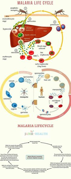 a diagram showing the life cycle of an animal, and how it can be used to study