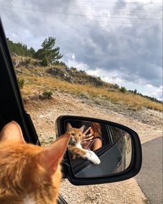 Cat travel cute lol Road Trip With Cat, Cat Road Trip, Travel With Cat, Cat In Car, Cat Hiking, Traveling With Cats, Road Trip With Dog, Travel Cat