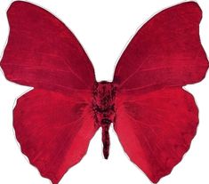 a large red butterfly with long wings