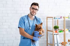 a vet holding a small dog in his arms while wearing blue scrubs and gloves