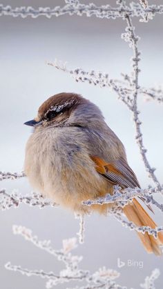 a bird sitting on top of a tree branch covered in frosted branches and twigs