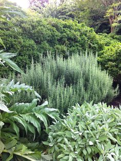 some very pretty green plants in the bushes