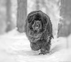 a black and white photo of a dog walking in the snow with trees behind it