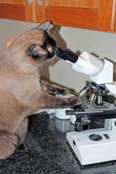 a cat is looking through a microscope at something in it's mouth while standing on the counter