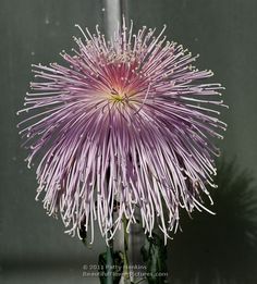 a large purple flower sitting on top of a green plant