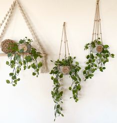 three hanging planters on the wall with green leaves and plants growing from them,