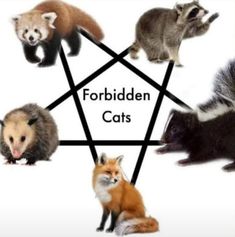 four different types of ferrets in a star with the words forbidden cats on it