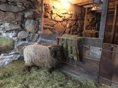 a sheep standing next to a pile of hay in front of a stone wall and door