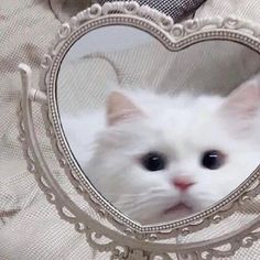 a white cat looking at the camera through a heart shaped mirror