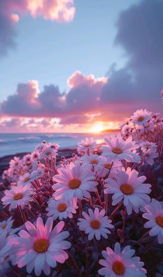 the sun is setting behind some daisies by the water