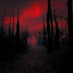 the sun is setting over a dark forest