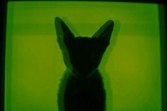 the silhouette of a rabbit in front of a green screen with its head turned to the side