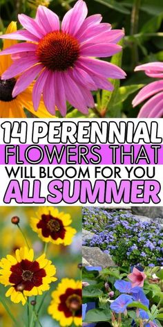 flowers that are blooming for you all summer and the title says, perennial flowers that will bloom for you all summer