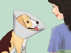 a woman with a cone on her head is next to a brown and white dog