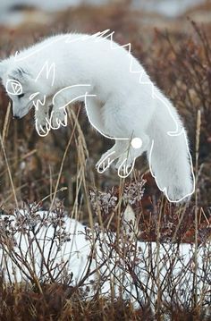 a polar bear is jumping in the air