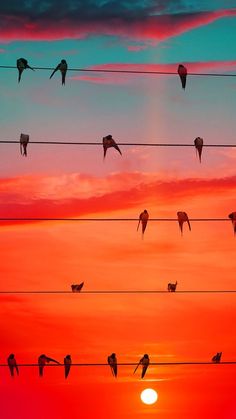 many birds are flying in the air at sunset