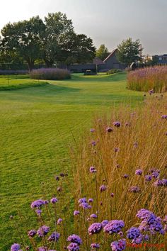 purple flowers are in the foreground, and green grass on the far side is a golf course