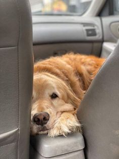 a golden retriever dog sleeping in the back seat of a car with his head resting on the arm rest