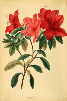 a drawing of red flowers with green leaves