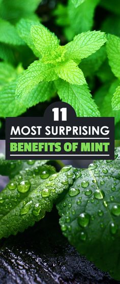 green leaves and water droplets with the words 11 most surprising benefits of mint on it