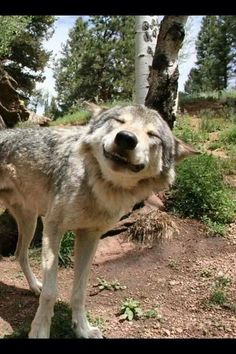 a stuffed wolf standing on top of a dirt field next to a forest filled with trees