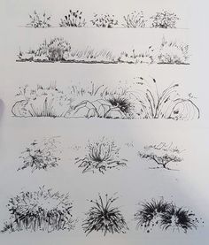 a person is drawing different types of plants and shrubs in black ink on white paper