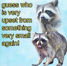 two raccoons standing next to each other with the caption that says, guess who is very upset from something very small again