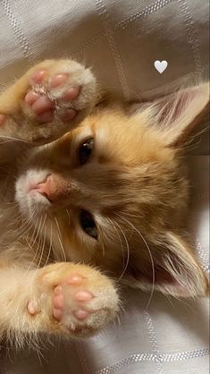 an orange kitten laying on top of a white bed next to a heart shaped object