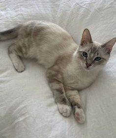 a grey and white cat laying on top of a white bed sheet covered in sheets