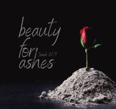 a red rose sitting on top of a pile of white powder with the words beauty for lashes above it