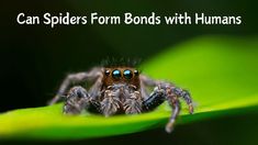 a close up of a spider on a leaf with the words can spiders form bonds with humans?