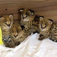 four baby cheetah kittens sitting on top of a bed