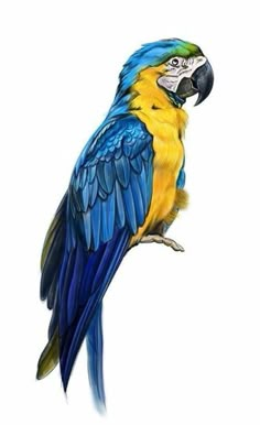 a blue and yellow parrot sitting on top of a tree branch in front of a white background